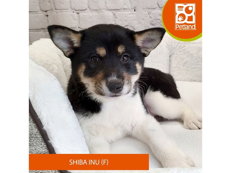 Shiba Inu-Female-Black / White-4030196-Petland Mason, OH
