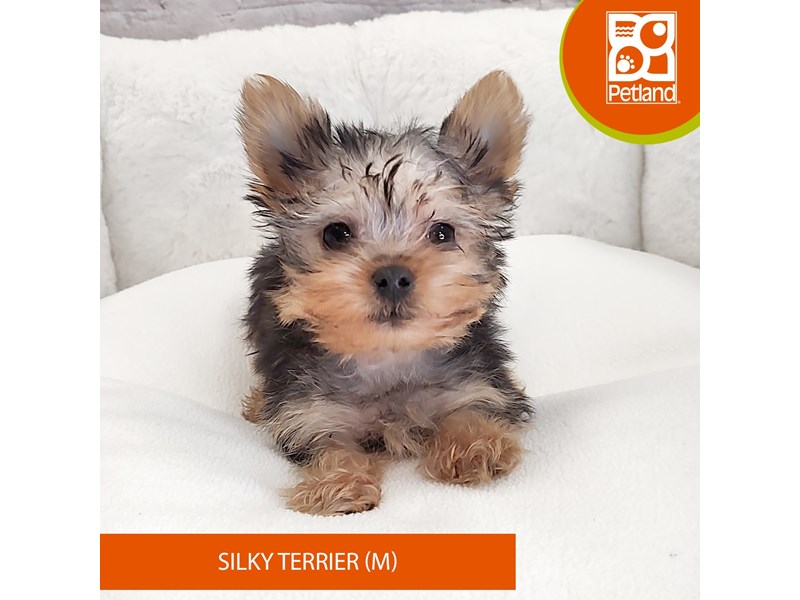 Silky Terrier-Male-Black / Tan-4038597-Petland Mason, OH
