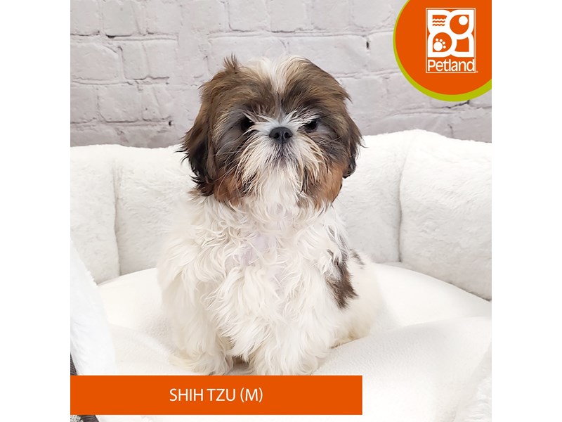 Shih Tzu-Male-Chocolate / White-4040792-Petland Mason, OH