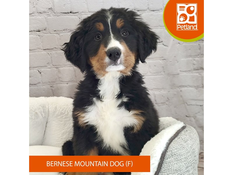 Bernese Mountain Dog-Female-Black Rust / White-4040794-Petland Mason, OH