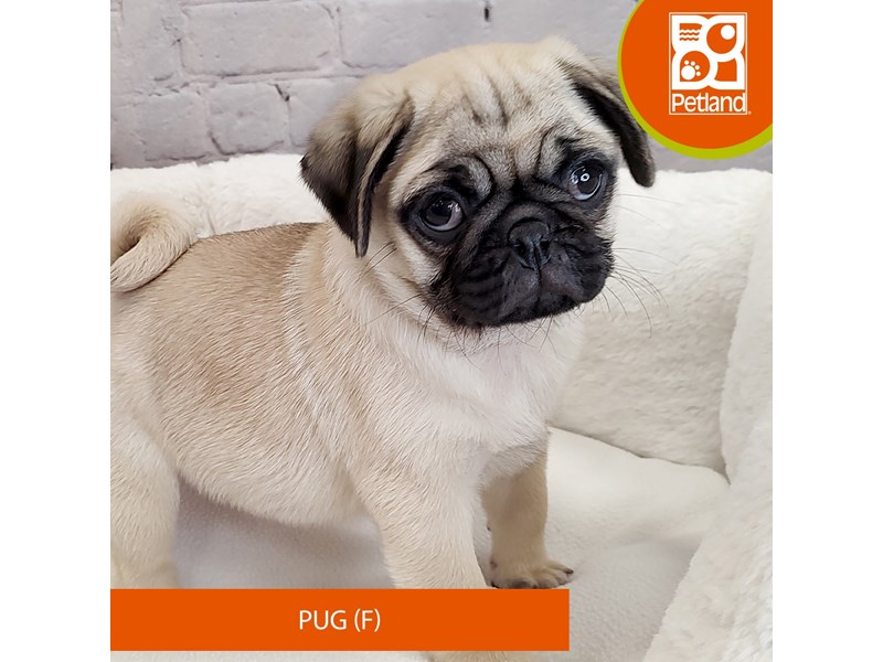 Pug-Female-Fawn-4050715-Petland Mason, OH