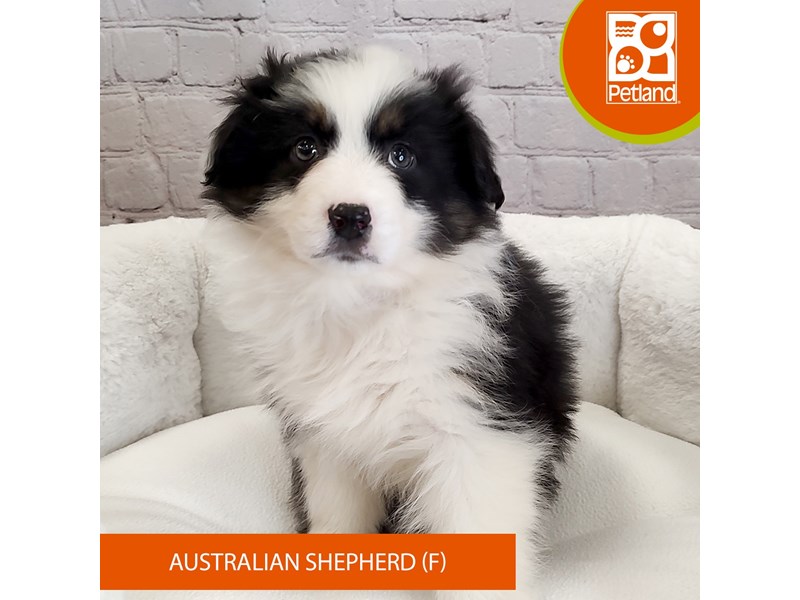 Australian Shepherd-Female-Black-4050645-Petland Mason, OH