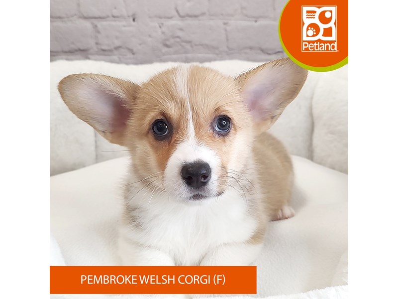 Pembroke Welsh Corgi-Female--4058785-Petland Mason, OH