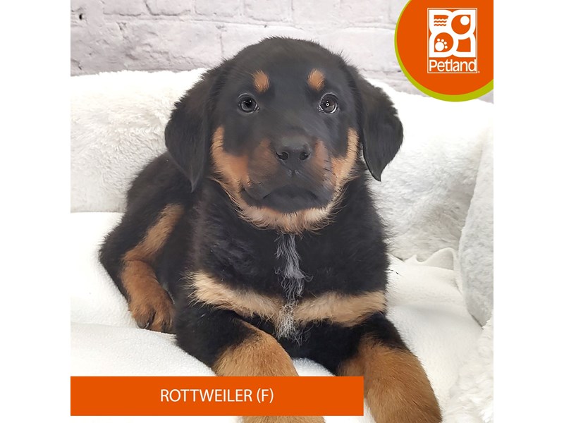 Rottweiler-Female-Black / Rust-4060446-Petland Mason, OH