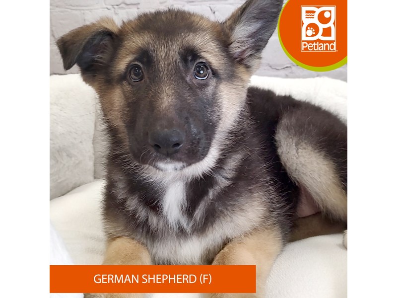 German Shepherd Dog-Female-Black / Tan-4069000-Petland Mason, OH