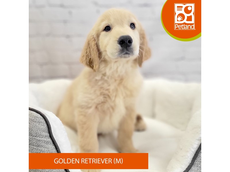 Golden Retriever-Male-Golden-4070933-Petland Mason, OH