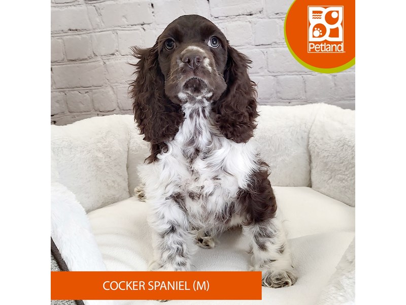 Cocker Spaniel-Male-brown and white-4083214-Petland Mason, OH