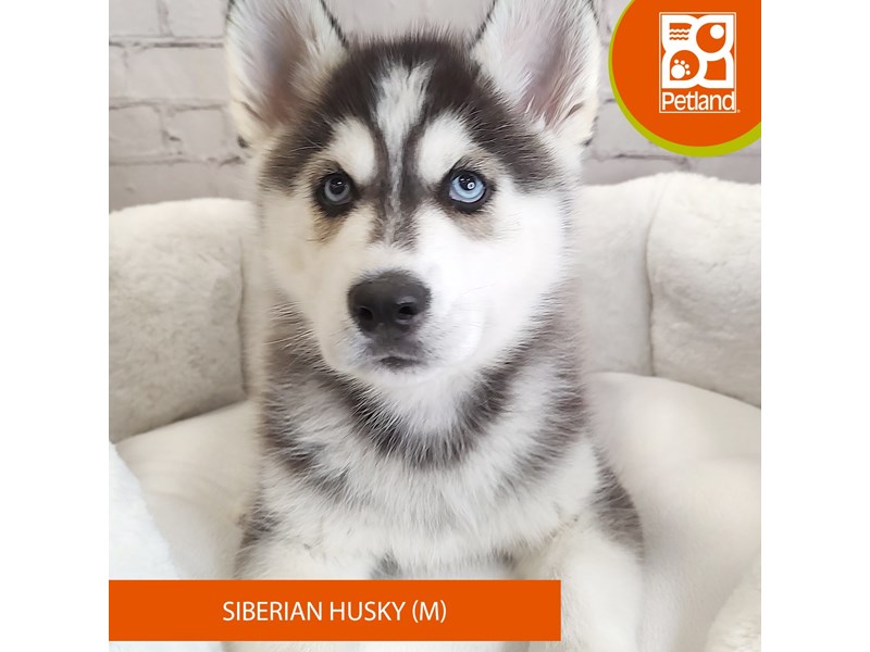 Siberian Husky-Male-Black / White-4100985-Petland Mason, OH