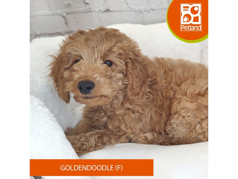 Goldendoodle-Female-Red-4100246-Petland Mason, OH