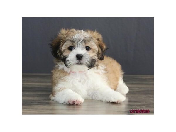 Bichon/Shih Tzu DOG Male Brown / White 669 Petland Mason, Ohio