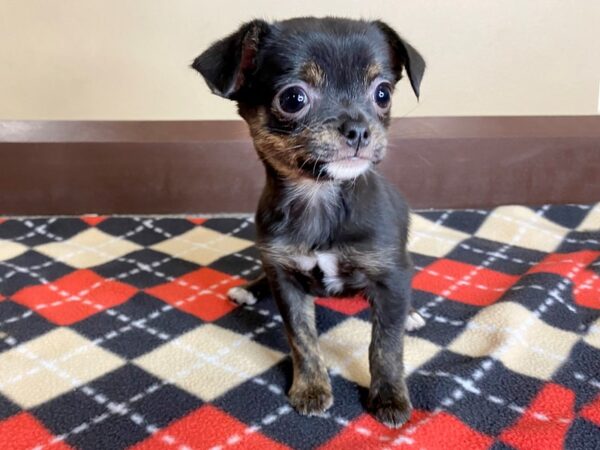 Chihuahua DOG Female BLK TAN 843 Petland Mason, Ohio