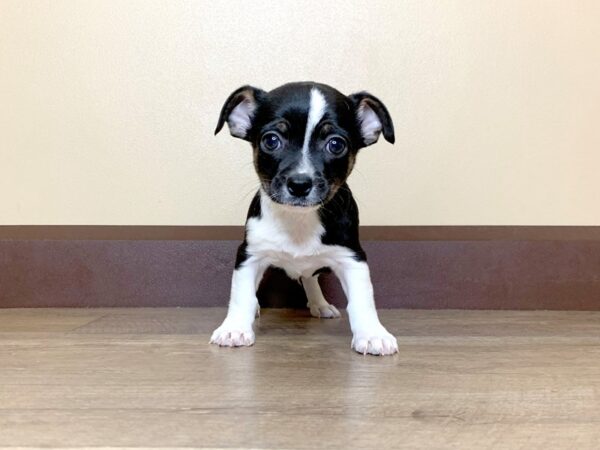 Chihuahua-DOG-Male-Black / Tan-927-Petland Mason, Ohio