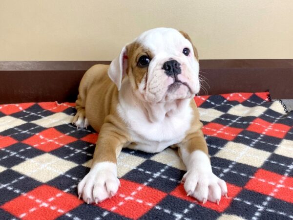 Bulldog DOG Male Red / White 890 Petland Mason, Ohio