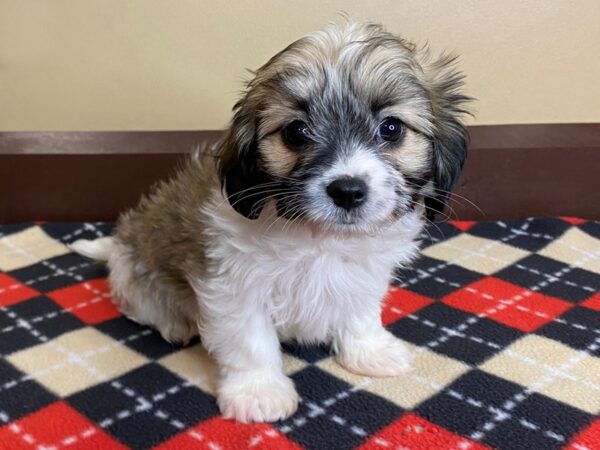 Papitese-DOG-Male-Gold-901-Petland Mason, Ohio