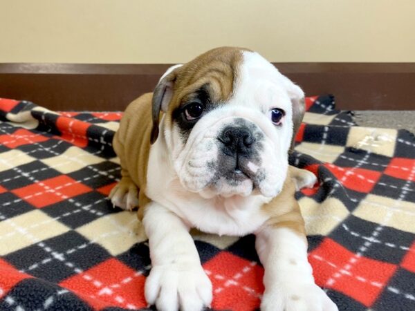 Bulldog DOG Male Red / White 914 Petland Mason, Ohio