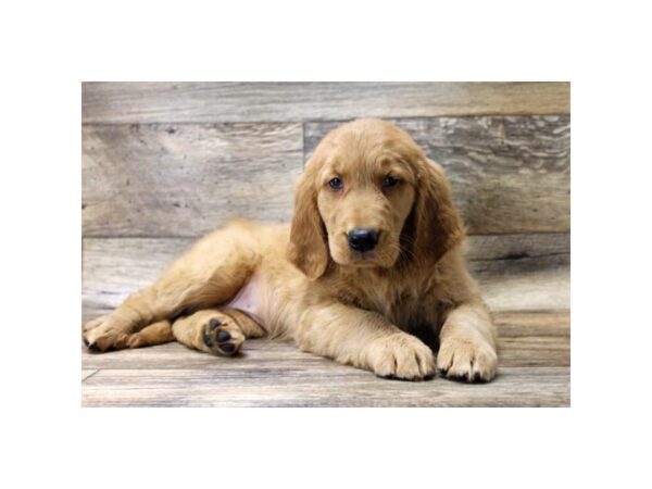 Golden Retriever DOG Female Golden 922 Petland Mason, Ohio