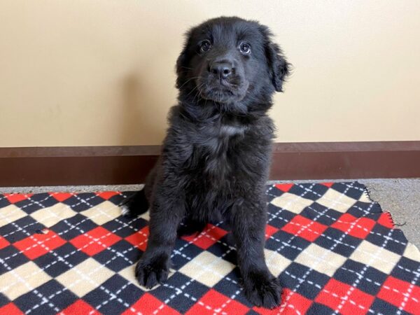 German Retriever DOG Female Black 934 Petland Mason, Ohio