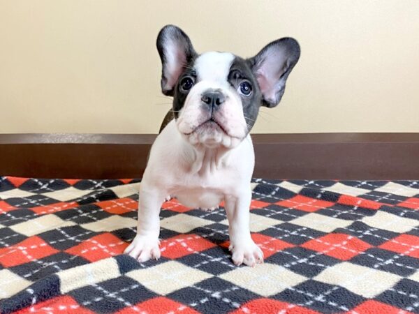 French Bulldog DOG Male Brindle 971 Petland Mason, Ohio