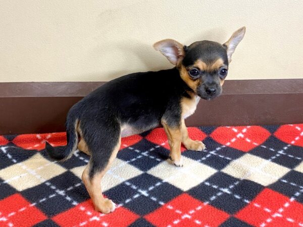 Chihuahua DOG Male Black / Tan 983 Petland Mason, Ohio