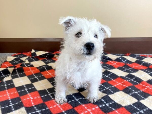 West Highland White Terrier-DOG-Male-White-984-Petland Mason, Ohio