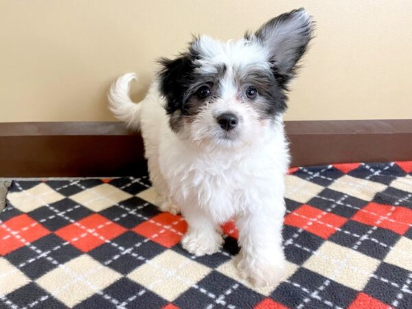 Papillon/Maltese-DOG-Male-Black / White-985-Petland Mason, Ohio