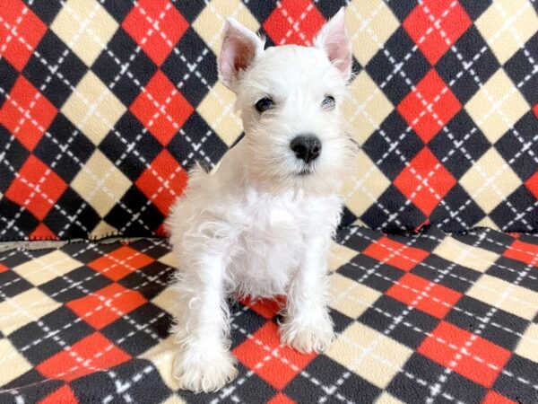 Miniature Schnauzer DOG Male White 1000 Petland Mason, Ohio