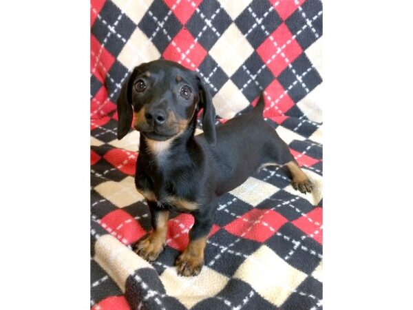 Dachshund DOG Female Black / Tan 1011 Petland Mason, Ohio