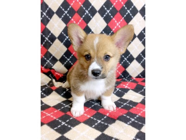 Pembroke Welsh Corgi-DOG-Male-Sable / White-1010-Petland Mason, Ohio