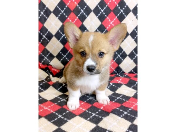 Pembroke Welsh Corgi DOG Male Sable / White 1010 Petland Mason, Ohio