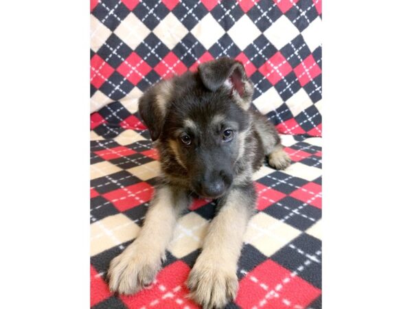 German Shepherd Dog DOG Male Black / Tan 1020 Petland Mason, Ohio