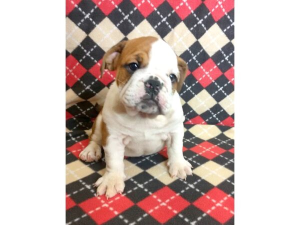 Bulldog-DOG-Female-Red / White-1016-Petland Mason, Ohio