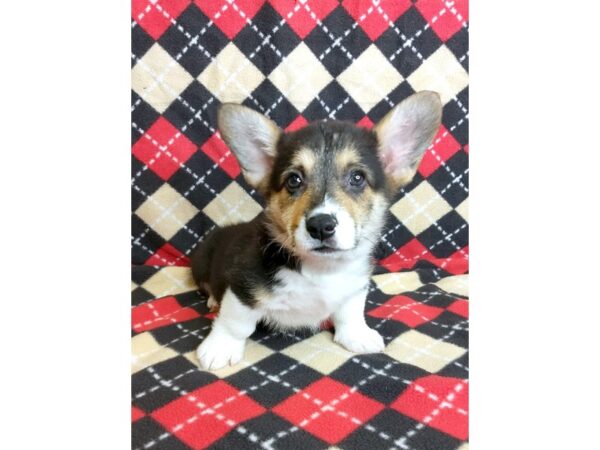Pembroke Welsh Corgi-DOG-Male-Black White / Tan-1019-Petland Mason, Ohio