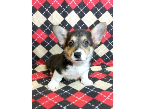 Pembroke Welsh Corgi DOG Male Black White / Tan 1019 Petland Mason, Ohio