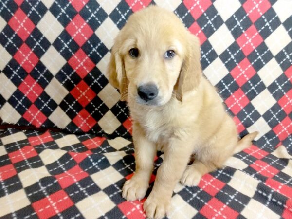 Golden Retriever DOG Male Golden 1022 Petland Mason, Ohio