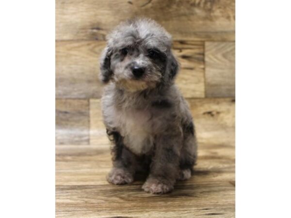 Dachshund/Poodle DOG Female Blue Merle 1033 Petland Mason, Ohio