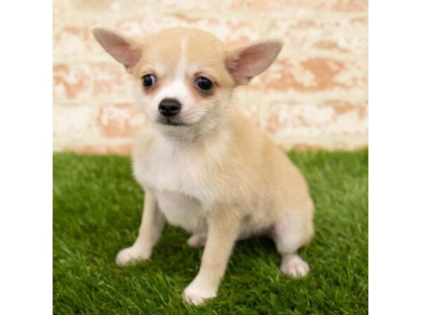 Pomeranian/Chihuahua DOG Male Fawn 1042 Petland Mason, Ohio