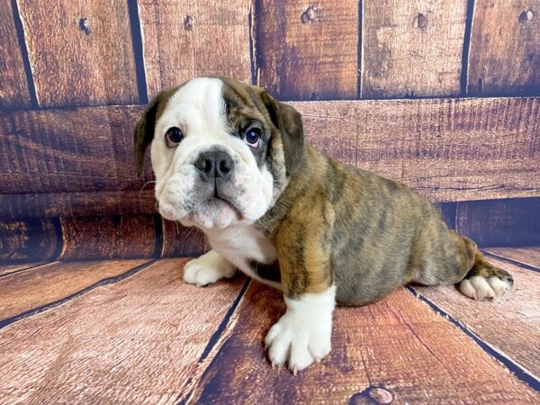 Bulldog DOG Male Fawn Brindle 1035 Petland Mason, Ohio