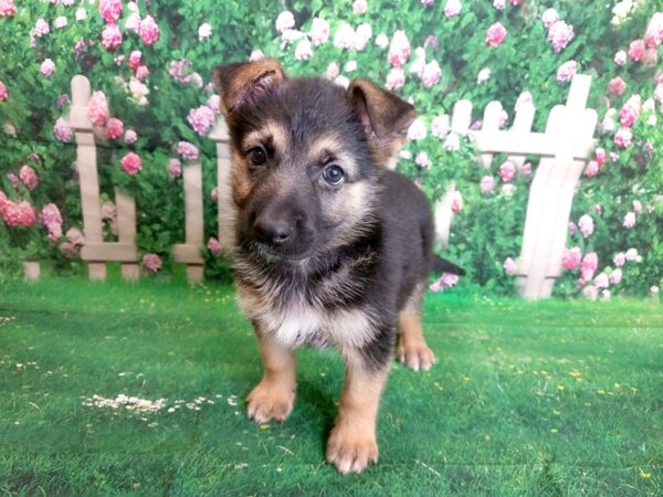 German Shepherd Dog DOG Female Black / Tan 1059 Petland Mason, Ohio