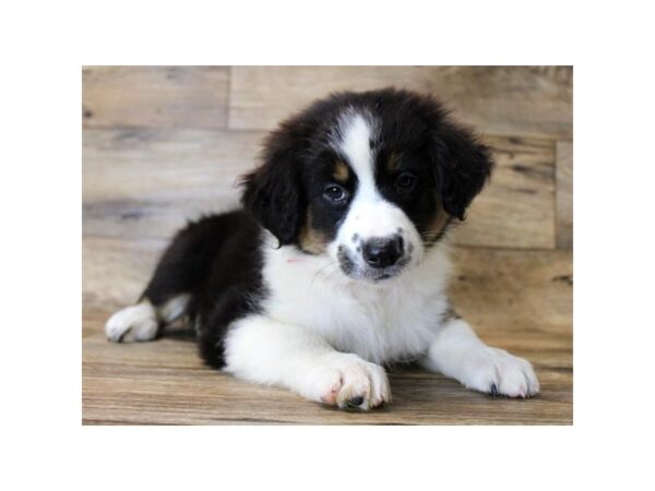 Australian Shepherd DOG Female Black 1061 Petland Mason, Ohio