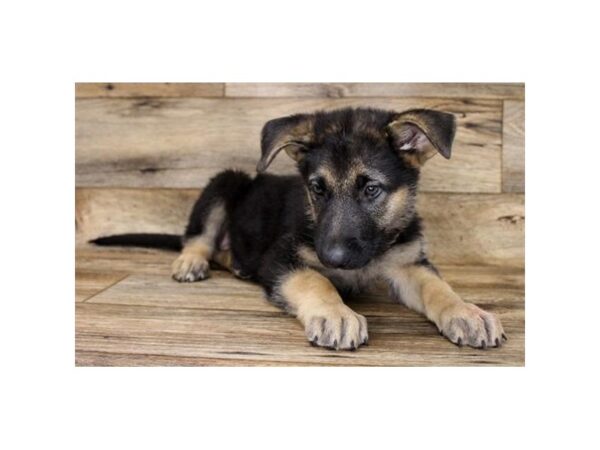 German Shepherd Dog DOG Female Black / Tan 1063 Petland Mason, Ohio