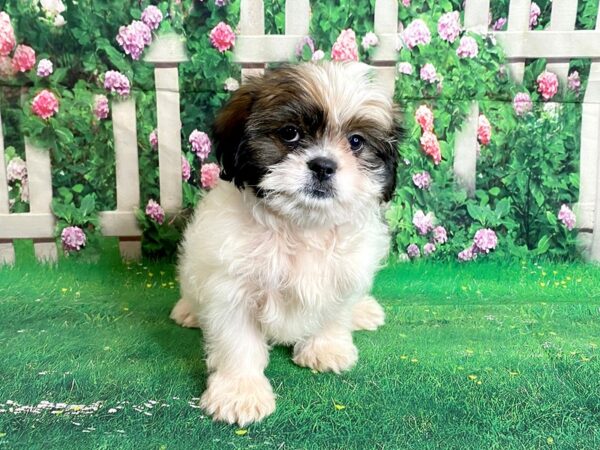 HAVATZU-DOG-Female-Red / White-1091-Petland Mason, Ohio