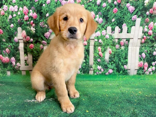 Golden Retriever-DOG-Female-Golden-1093-Petland Mason, Ohio