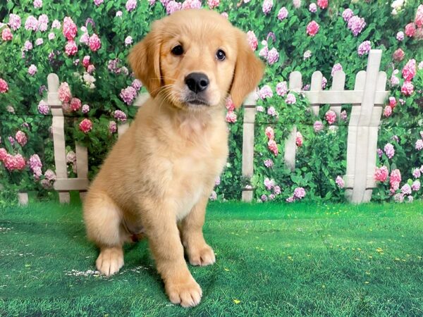 Golden Retriever DOG Female Golden 1093 Petland Mason, Ohio