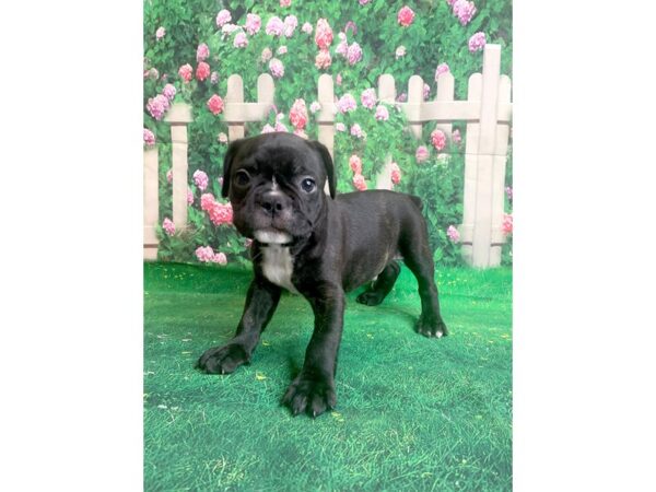 French Bulldog DOG Male BRINDLE 1101 Petland Mason, Ohio