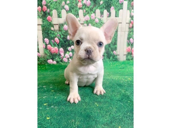 French Bulldog DOG Female Cream 1104 Petland Mason, Ohio