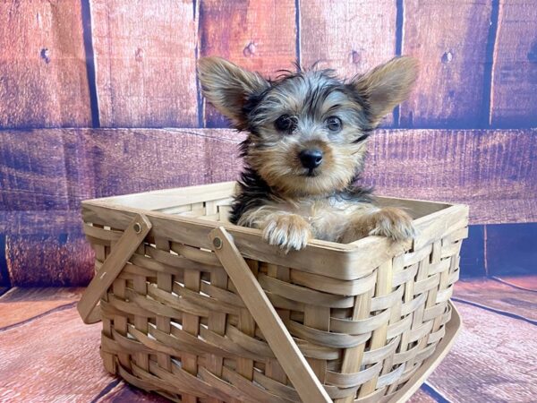 Yorkshire Terrier-DOG-Male-Black / Tan-1127-Petland Mason, Ohio