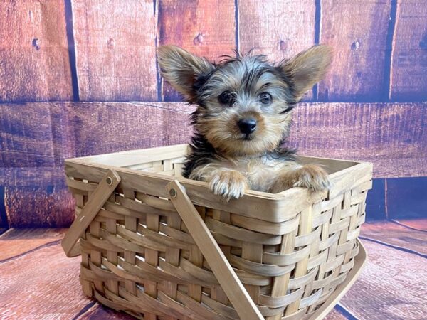 Yorkshire Terrier DOG Male Black / Tan 1127 Petland Mason, Ohio