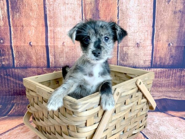 Pomeranian/Yorkshire Terrier DOG Female Blue Merle 1152 Petland Mason, Ohio