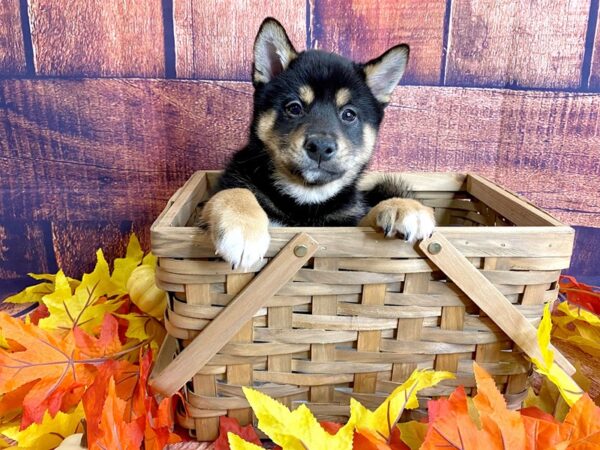 Shiba Inu-DOG-Male-Black / Tan-1182-Petland Mason, Ohio
