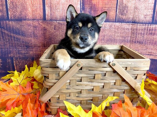 Shiba Inu DOG Male Black / Tan 1182 Petland Mason, Ohio